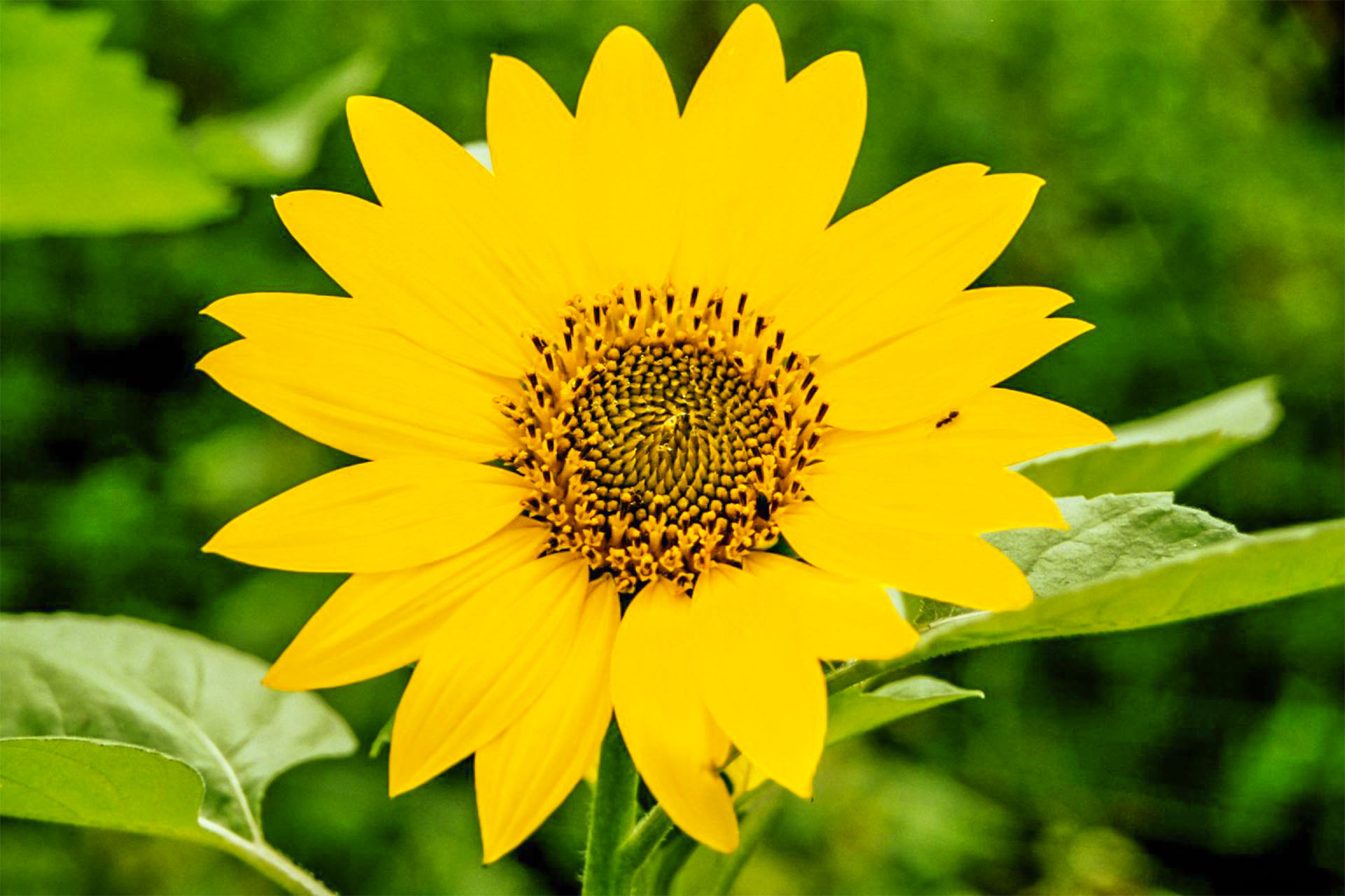 Tagesbetreuung mit Herz, Sonnenblume